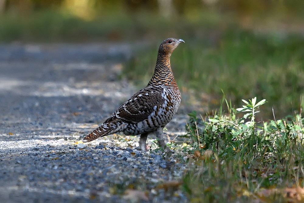 Photograph by Вячеслав Ладанов