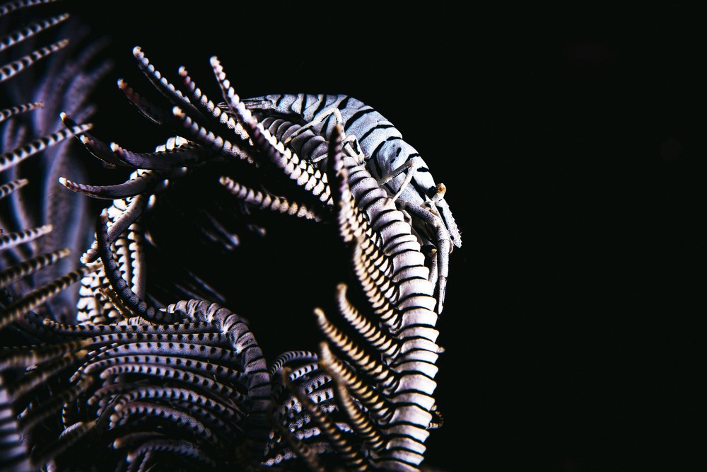 Фотография автора Евгения Кирпиченкова (Клипп)