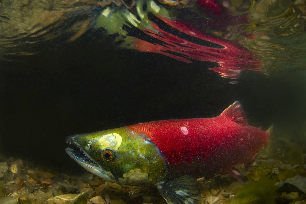 Фотография автора Евгения Кирпиченкова (Клипп)