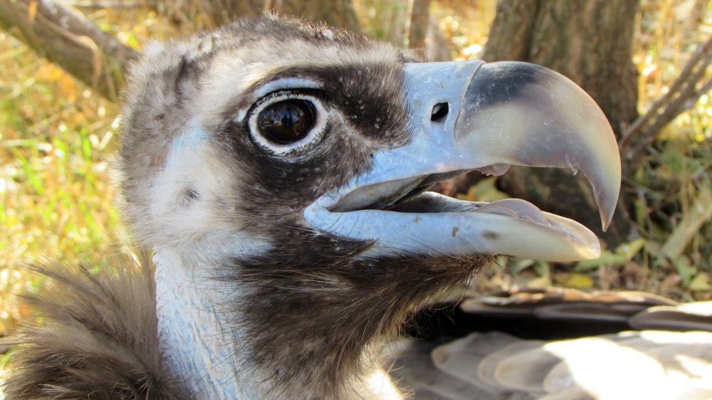 Строгий папаша