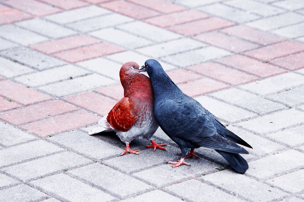 Ухаживание!