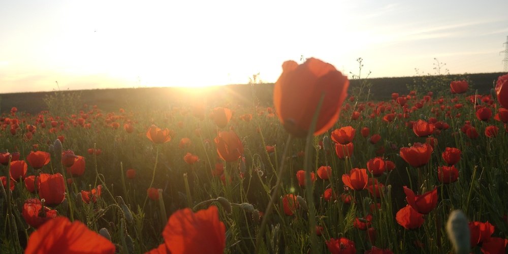 Photograph by Михаил Ноеренчук