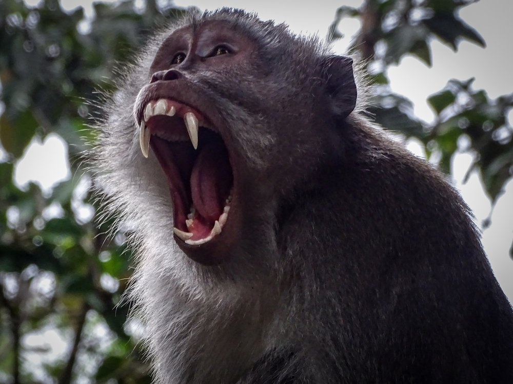 Fearsome Macaque