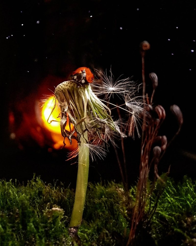 "Маленький принц".