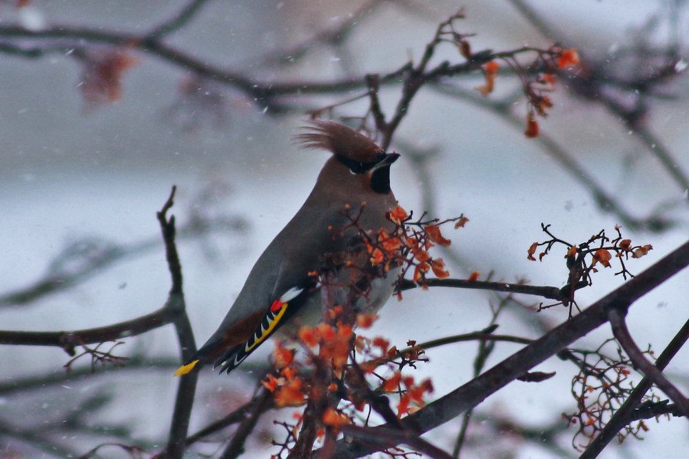 Photograph by Елена Баландина