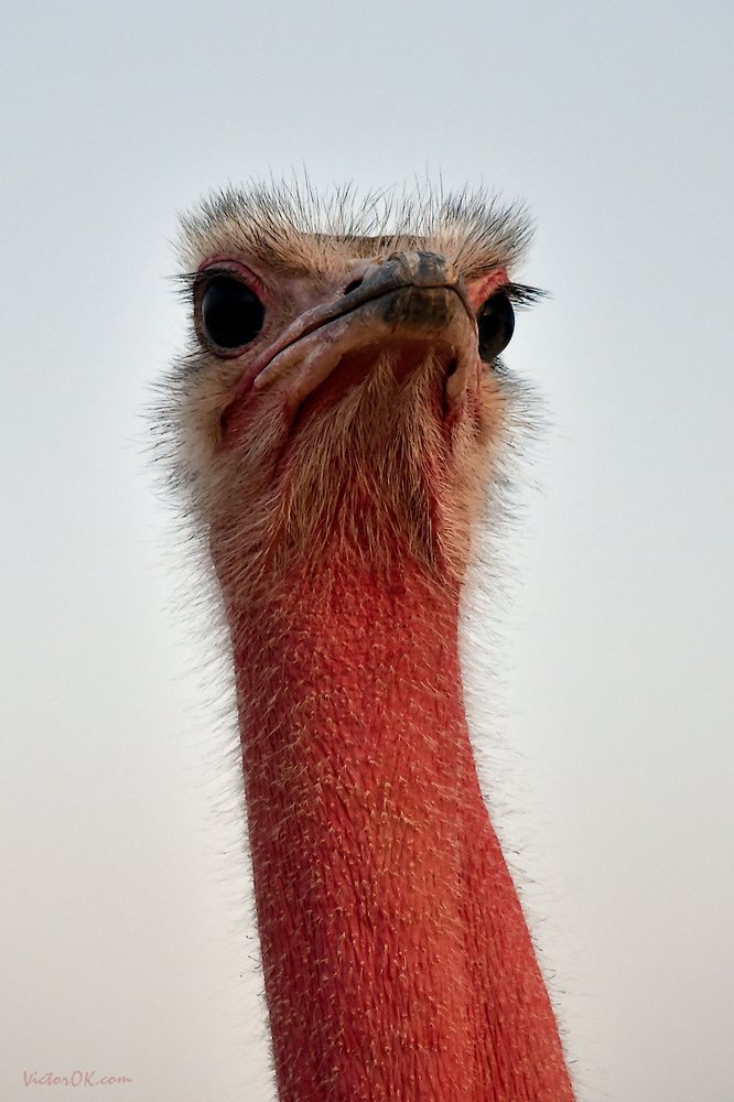 Страус, портрет