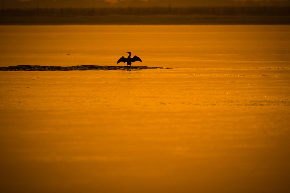 Photograph by Priyangshu Mitra