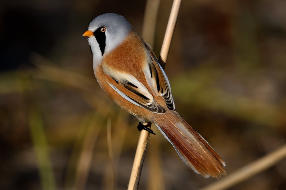 Photograph by Вячеслав Ладанов