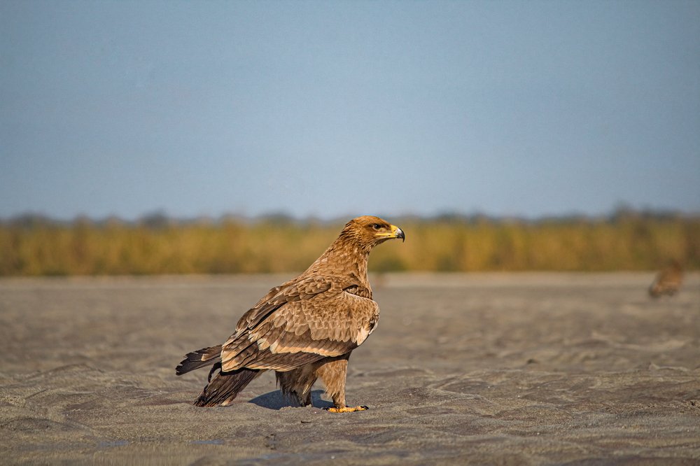 Photograph by Priyangshu Mitra