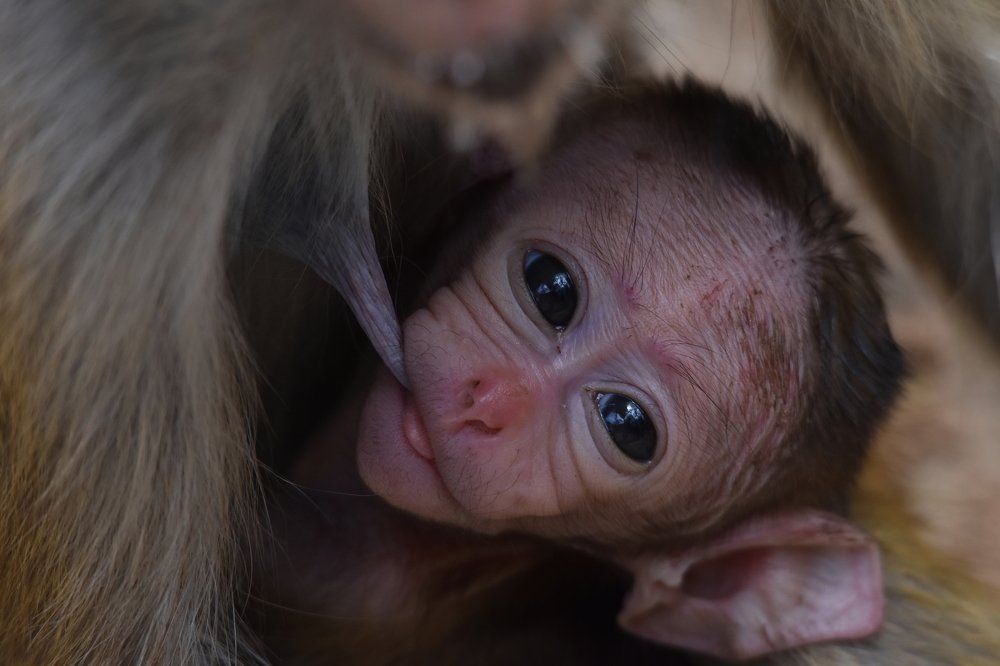 Photograph by Karuna Premalal Wanigasekara Arachchilage