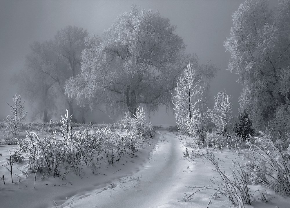 Под зимней вуалью.