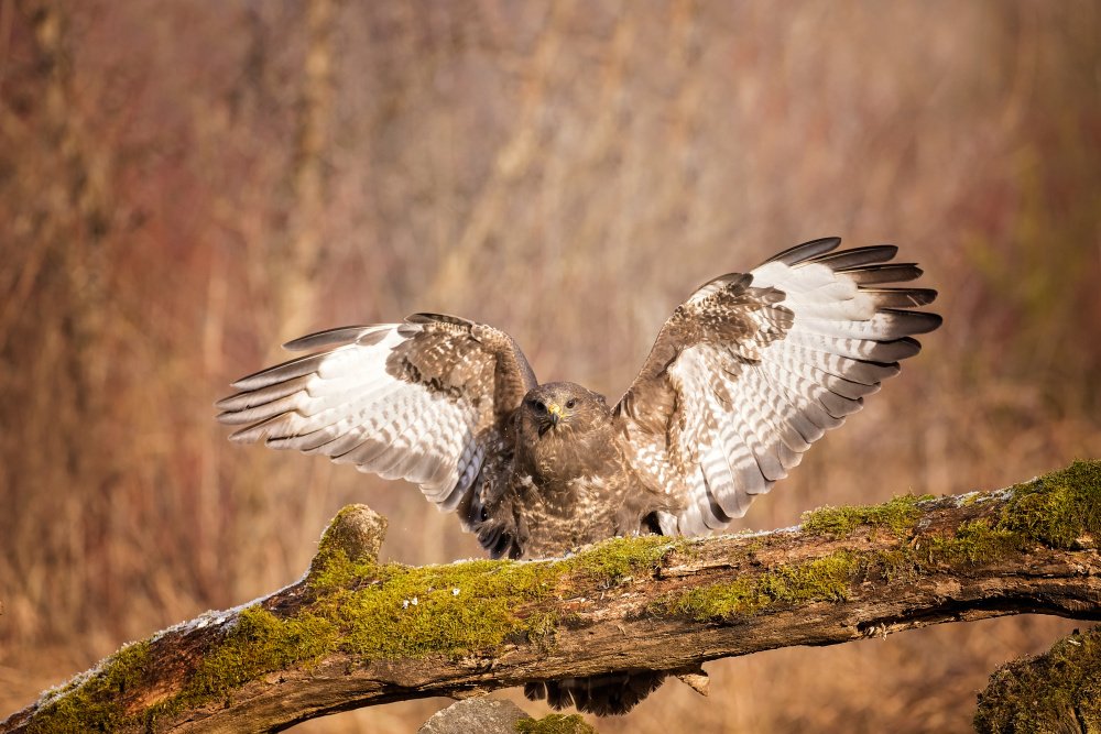 Myšiak hôrny (Buteo buteo)