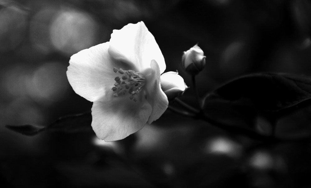 Символ жизни