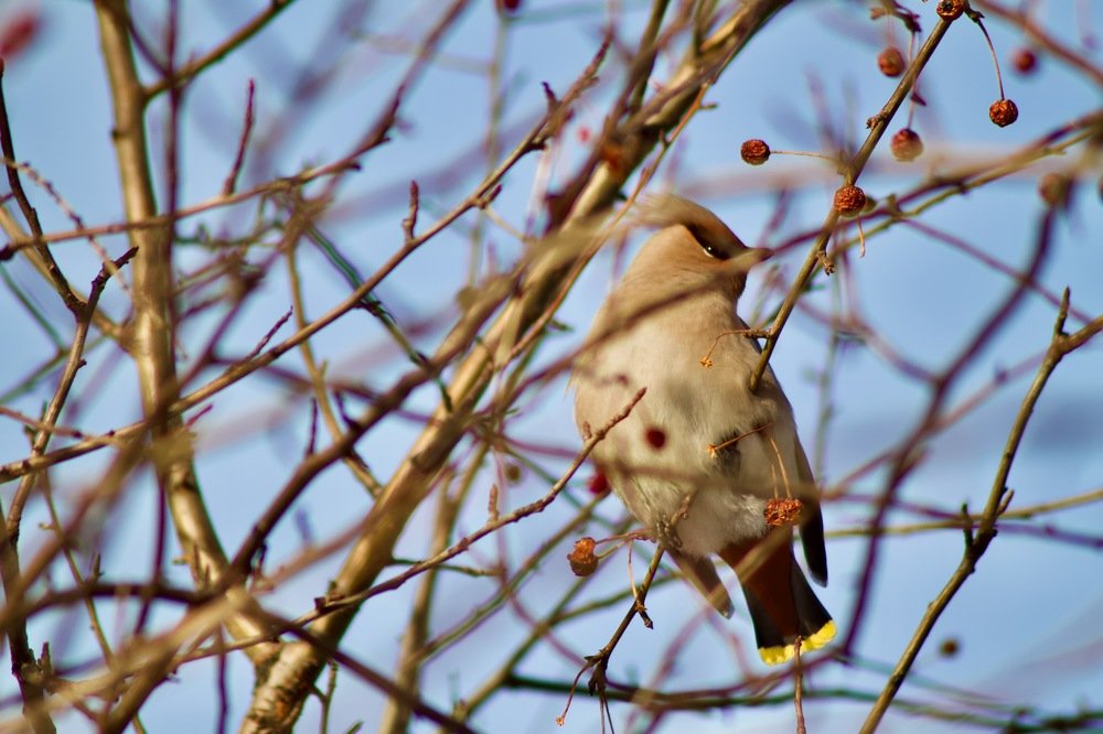 Птицы большого города