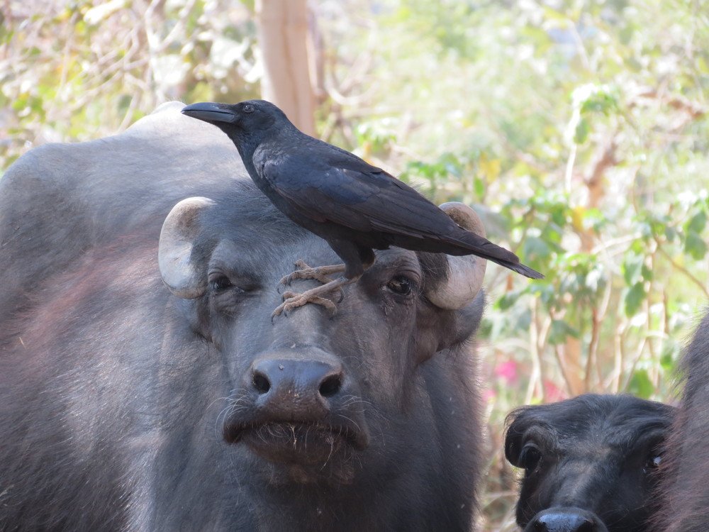 Photograph by Predrag Vukasinovic