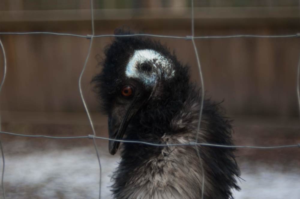 Let loose, gentlemen!