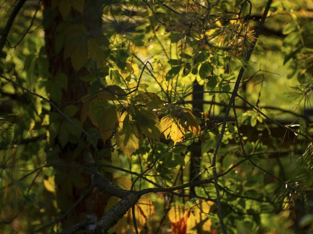 Photograph by Evgeny  Chistov