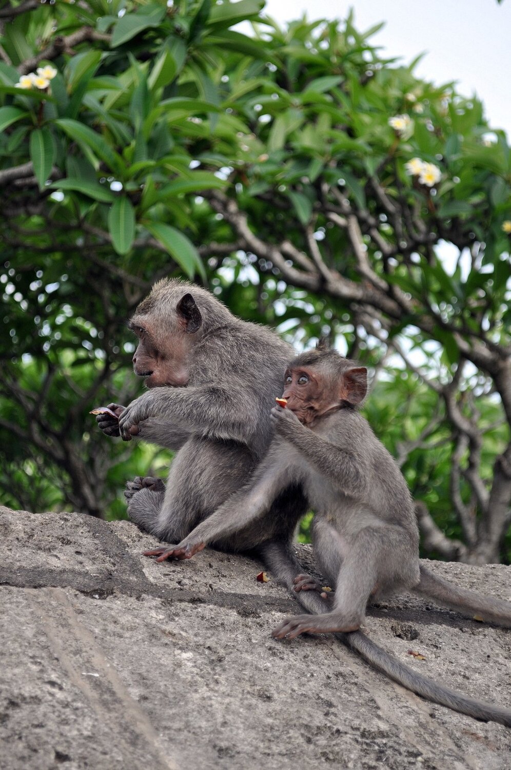 Photo #4215526
