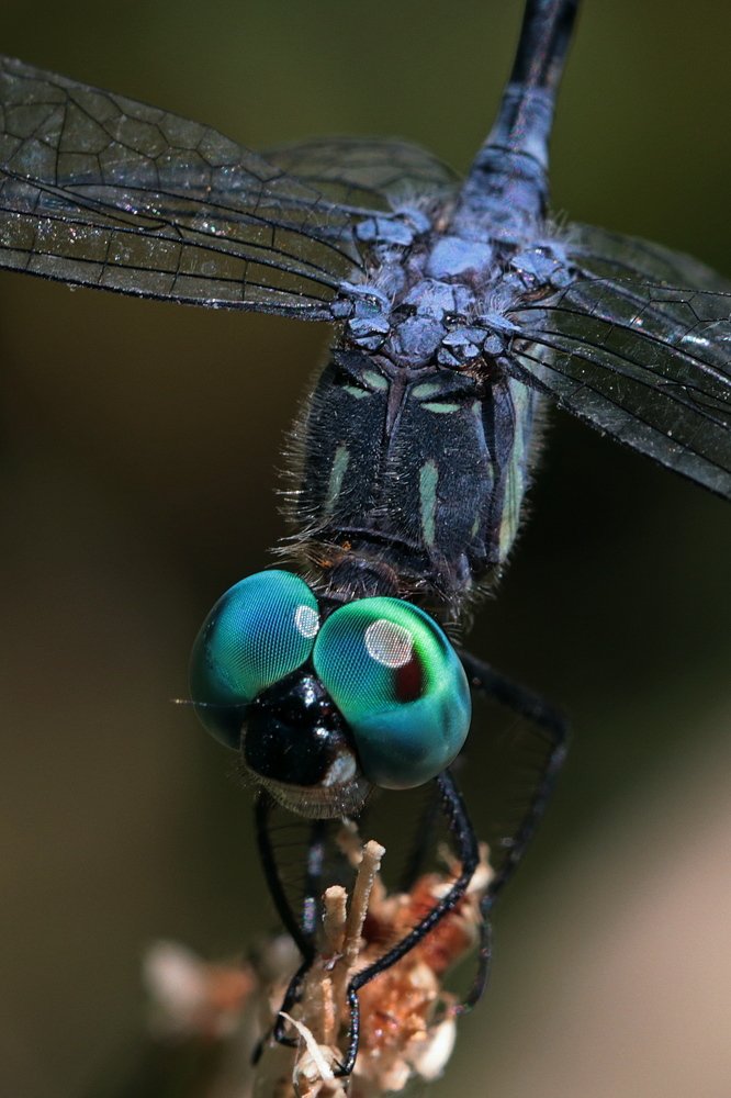 The dragonfly with blue eyes