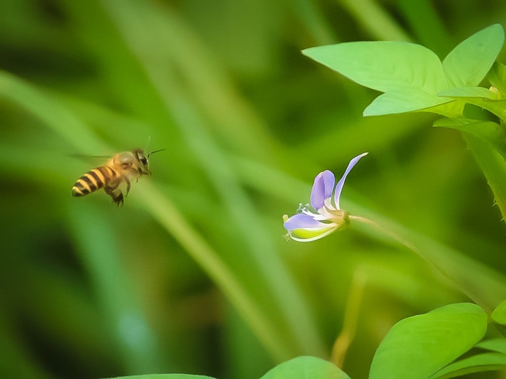 Photograph by Wempy David Saudale