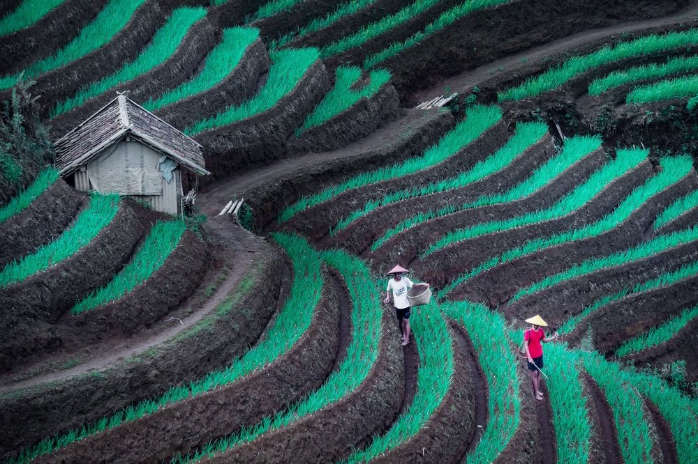 Farmers daily activity in the morning