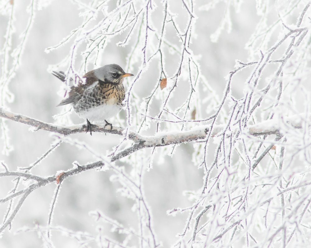 Зима,холода...