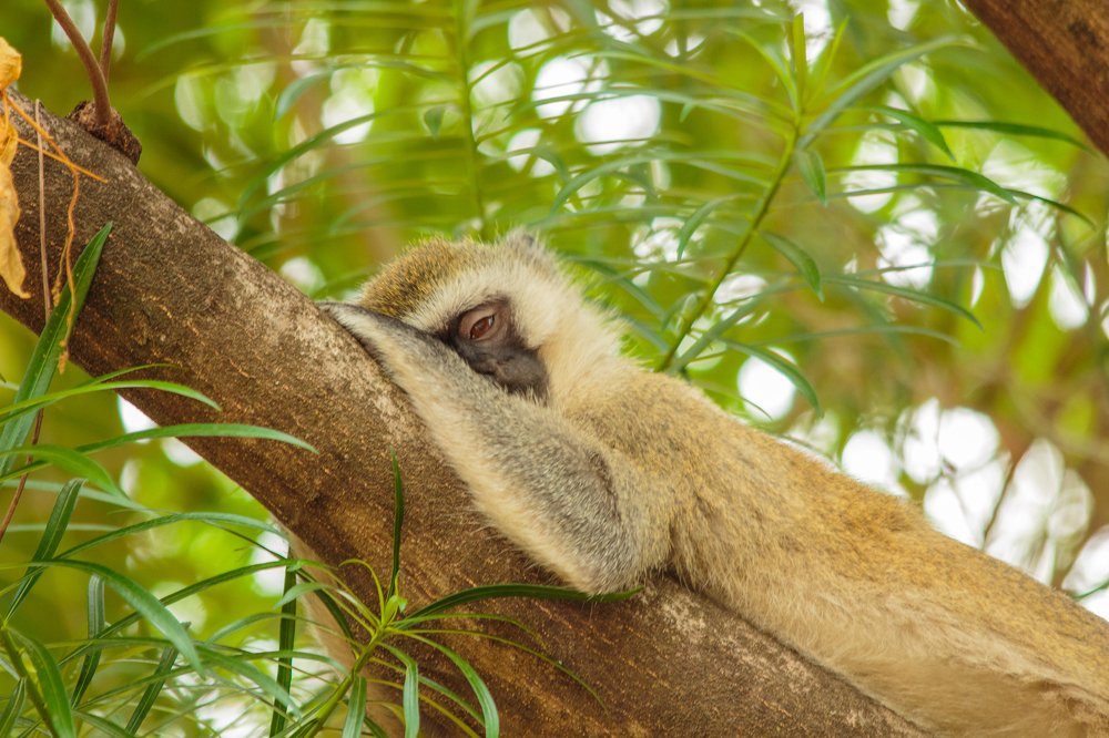 Обезьяна Верветка