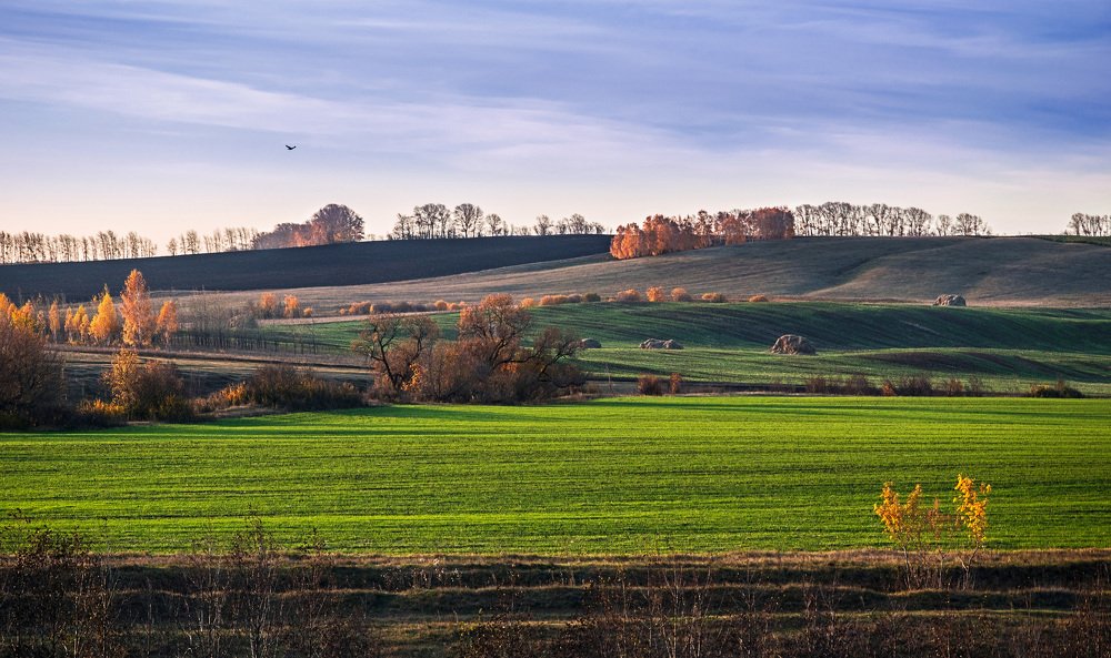 И только озимь зеленеет