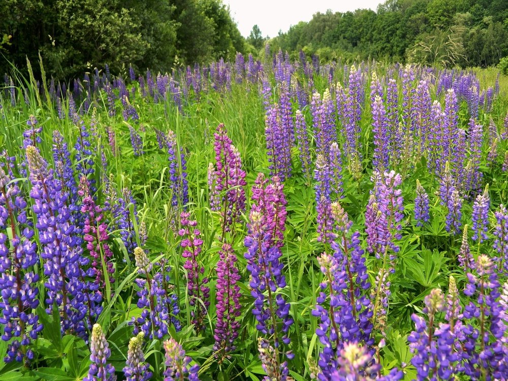 Photograph by Никитина Анна