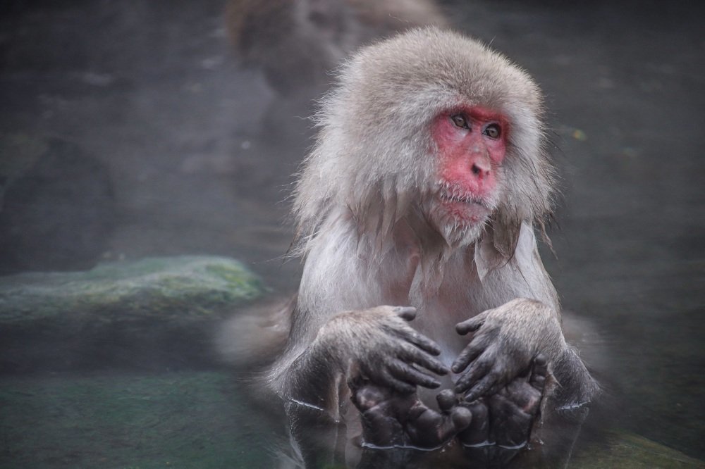Japan. Jigokudani Yaen-koen. Япония. Парк снежных обезьян.