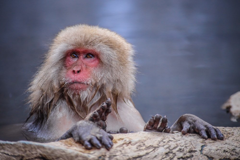 Japan. Jigokudani Yaen-koen. Япония. Парк снежных обезьян.