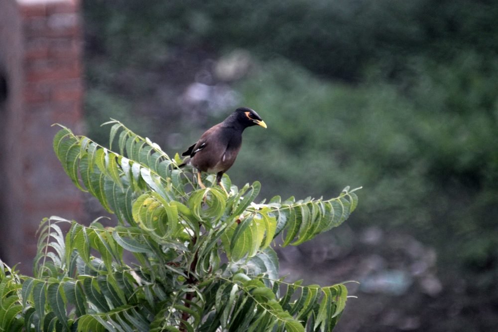 Photograph by Abhishek Chandan