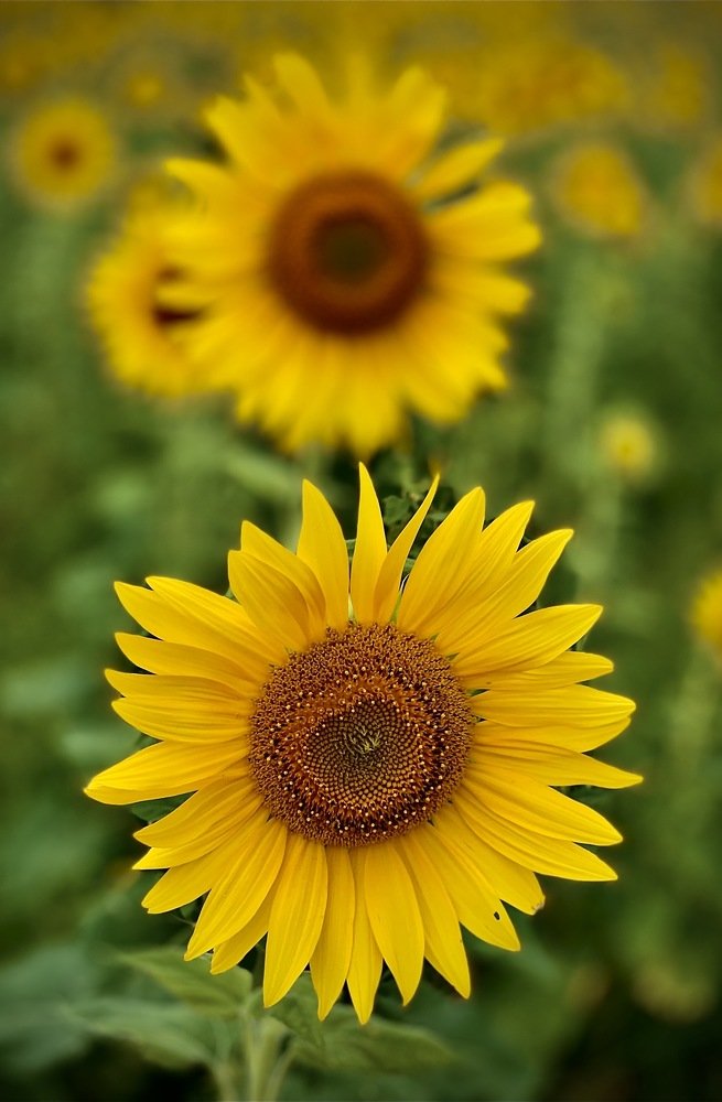 The sun flower