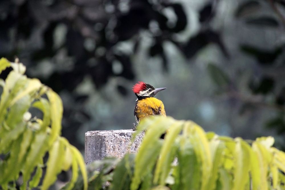 Photograph by Abhishek Chandan