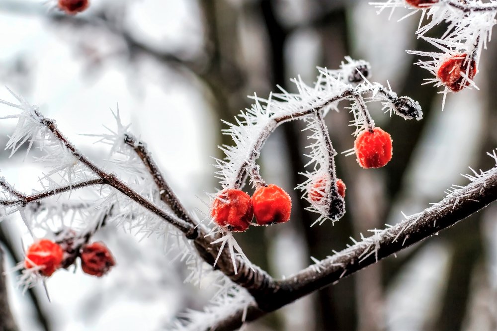 Рябиновая...