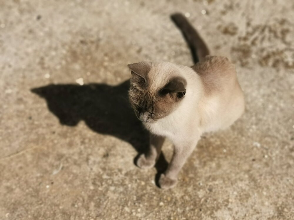 Sombra y su gato