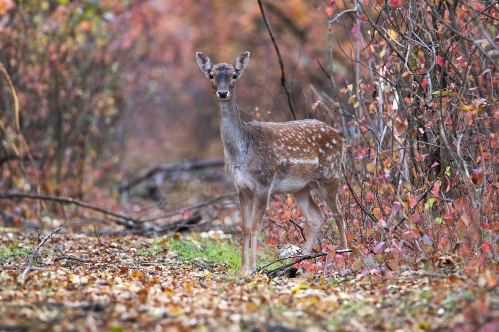 Photograph by Цветков Сергей