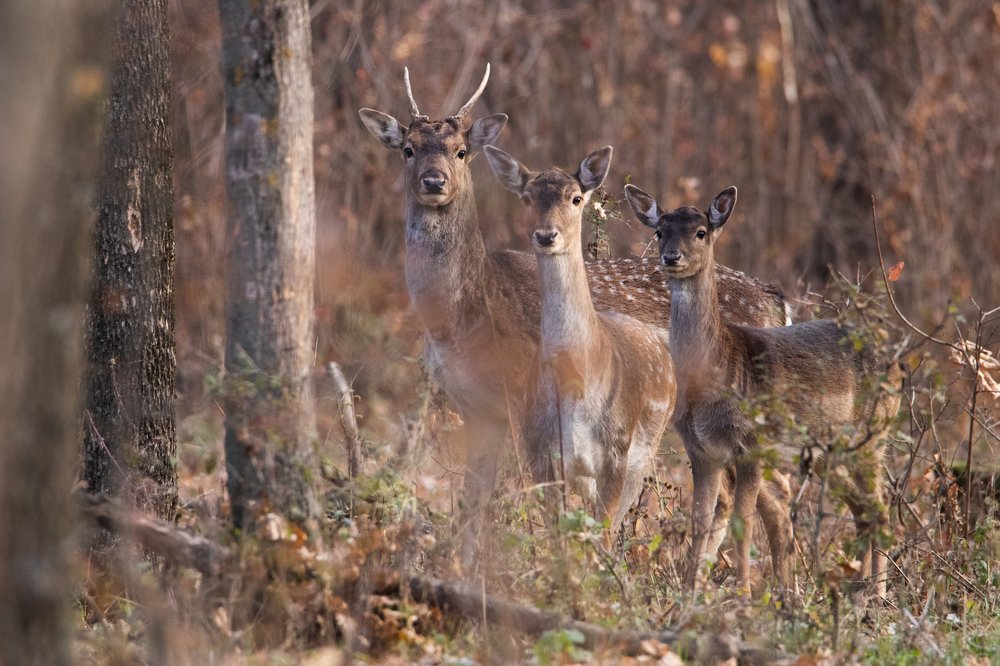 Photograph by Цветков Сергей