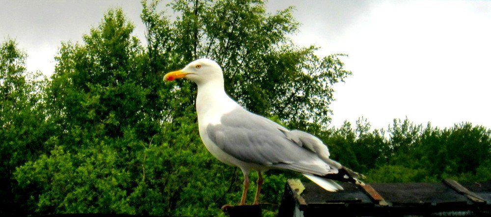 Photograph by Ирина Чечкина