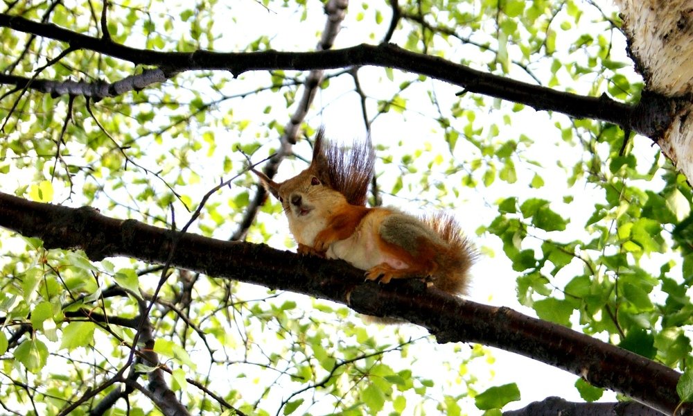 Photograph by Ирина Чечкина