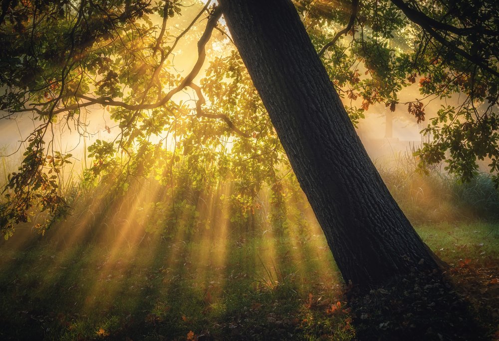 Утренние Лучи