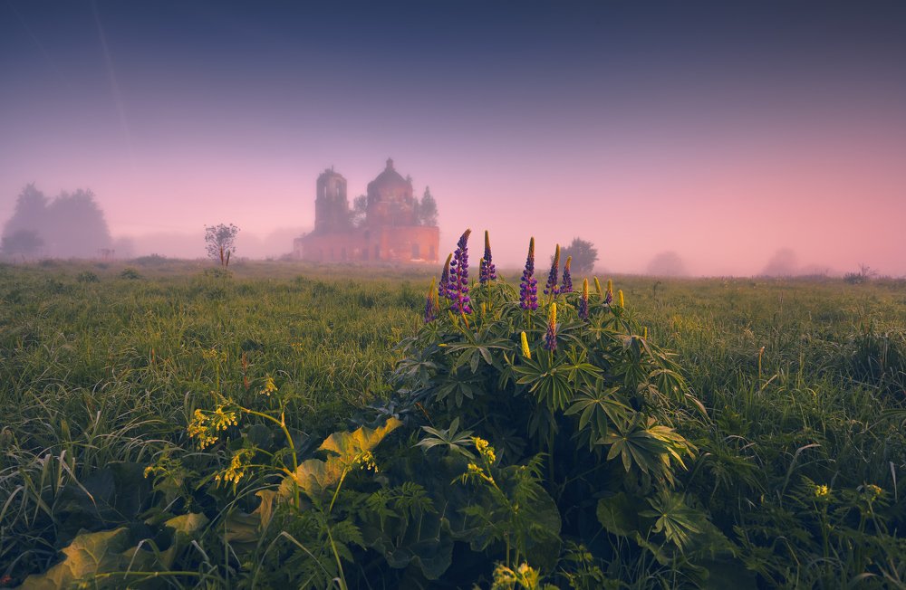 Люпиновая горка ...