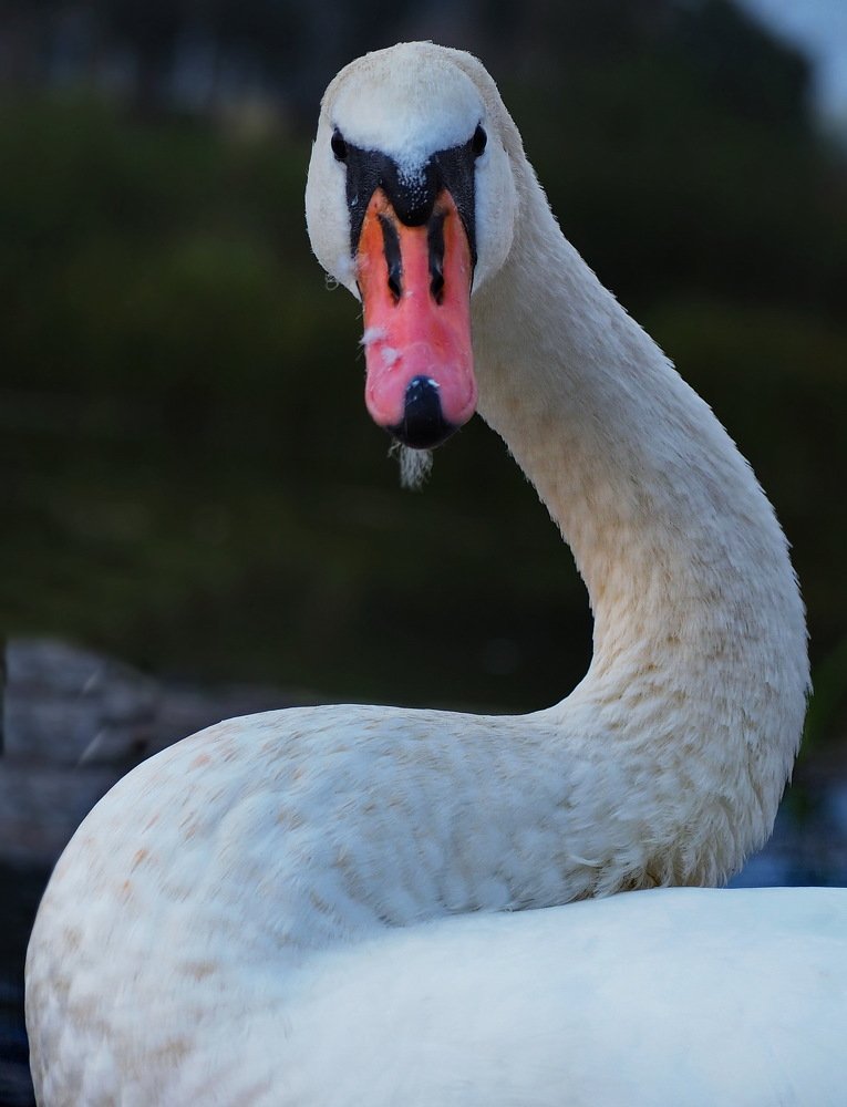 Photograph by Наталья