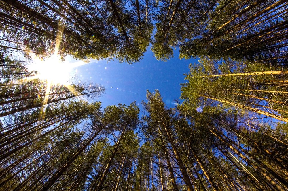 Фотография автора Николаева Светлана