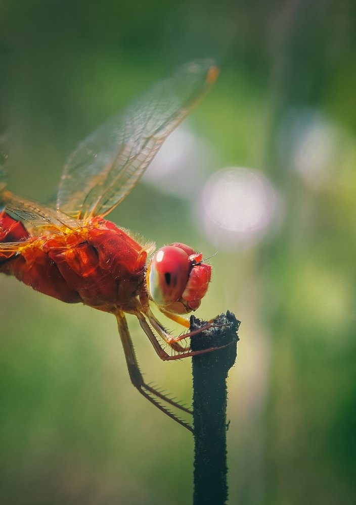 Photograph by Supritam Sarkar