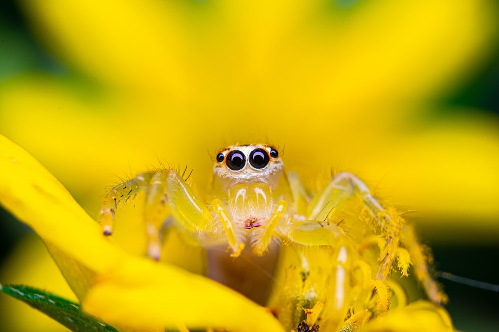 Photograph by achmad kamal kamal