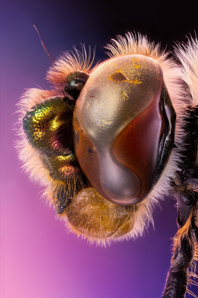 Portrait of Dragonfly