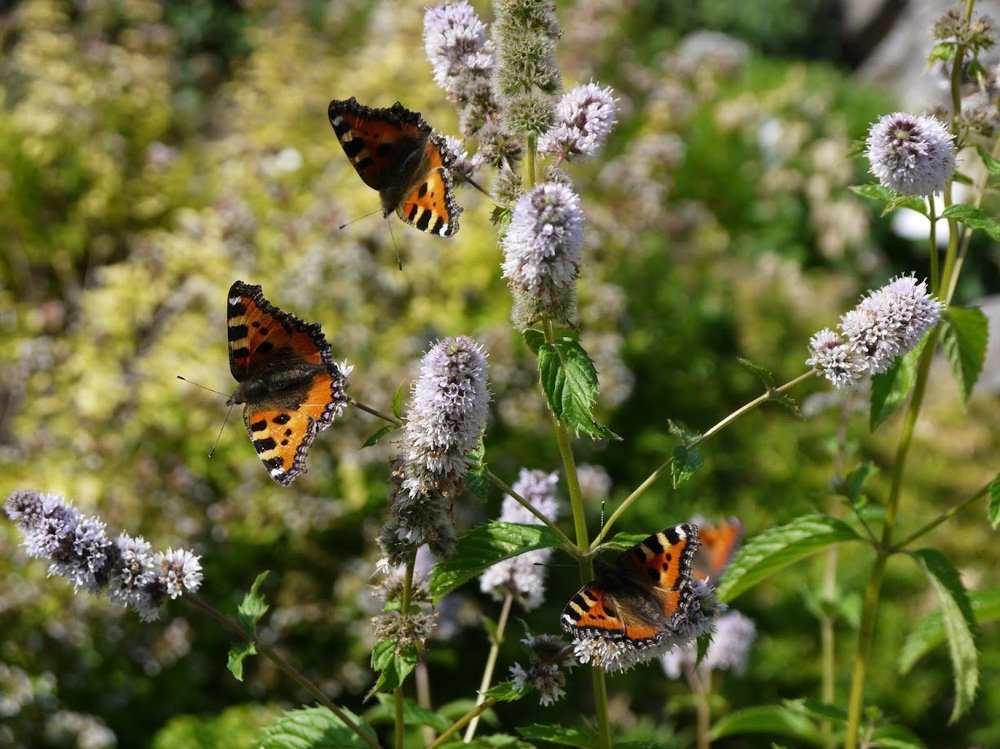Фотография автора Gabriele Edel