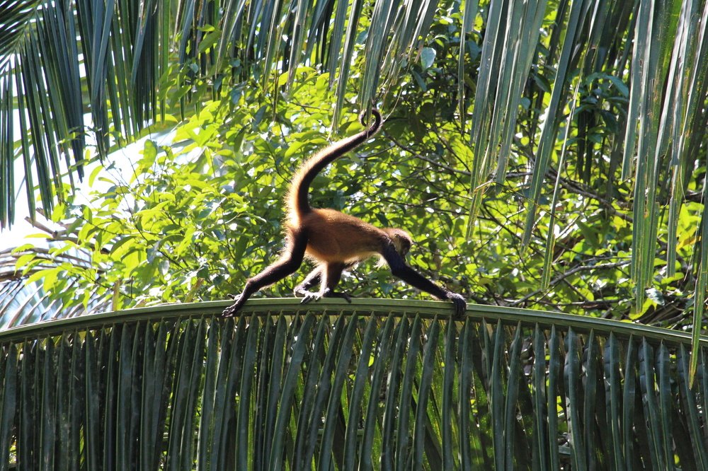 Going out for a walk