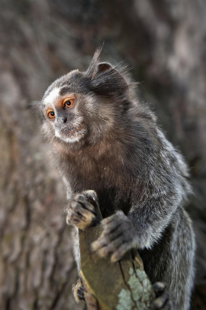 Marmoset Monkey